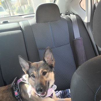 Woof Pack Grooming - Pet Groomers Near Me - Camarillo, California Woof Pack Grooming - Pet Groomers Near Me - Camarillo, California