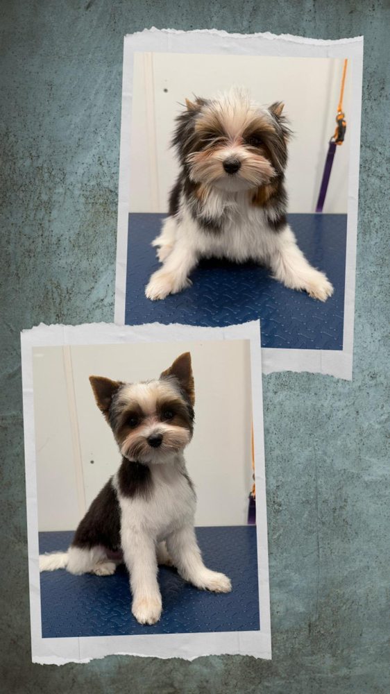 Visual Reference: Studio Pet Grooming Updated March 2026 93 Photos 25 Reviews