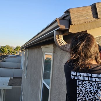Natalie's Animal Trapping Solutions - Wildlife Control Near Me - San Jacinto, California Natalie's Animal Trapping Solutions - Wildlife Control Near Me - San Jacinto, California
