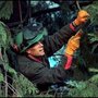 Peacock Tree Preservation