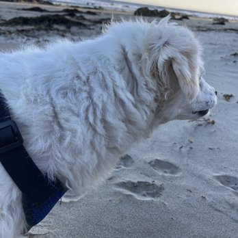 Wells-Elings Marsh Trail - Awesome beach for doggos - Hiking Near Me Wells-Elings Marsh Trail - Awesome beach for doggos - Hiking Near Me