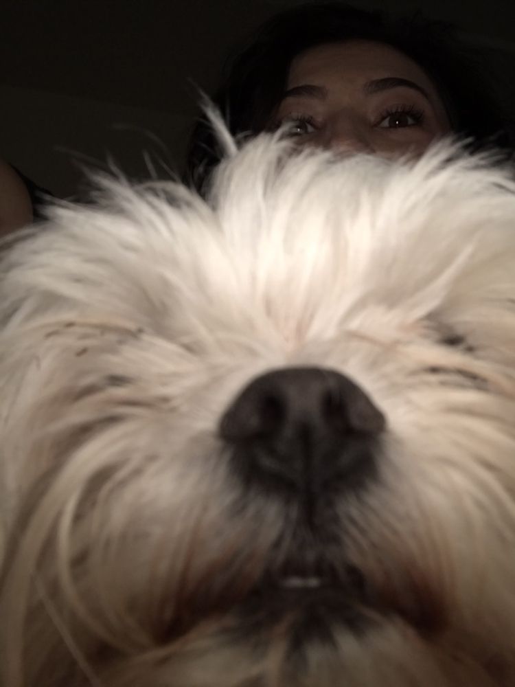 mobile pet services near me