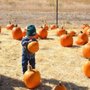 Silver Valley Pumpkins
