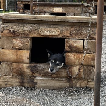 Denali National Park - Dog sled demo - Hiking Near Me - Mckinley Park, Alaska