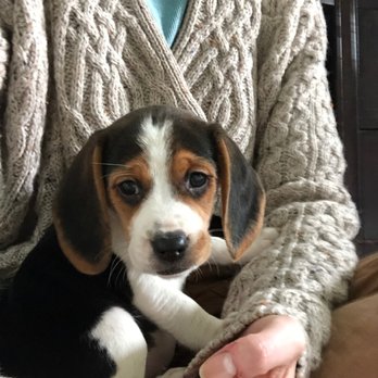 Precious Companions - This was Lu at about 7-8 weeks. - Pet Breeders Near Me