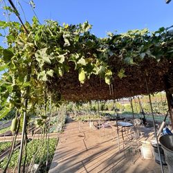 Vegetable Garden