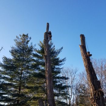 Fischer Landscape and Tree Service - Tree removal Locust tree - Landscaping Near Me Fischer Landscape and Tree Service - Tree removal Locust tree - Landscaping Near Me