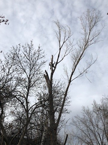 Pit Bull Tree & Landscaping Services - tree service in Denver, CO