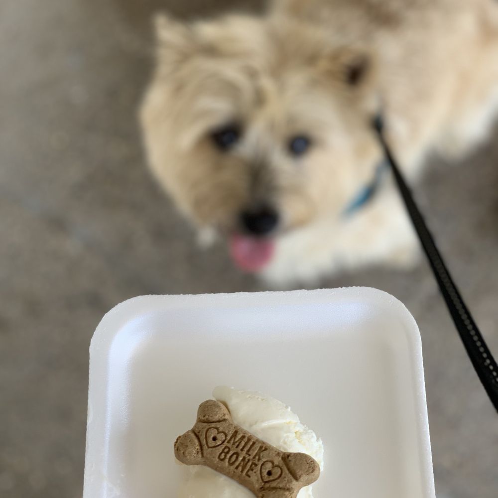 Erikson's Ice Cream - Dog approved ice cream with a milk bone- free!! - Ice Cream & Frozen Yogurt Near Me - Maynard, Massachusetts Erikson's Ice Cream - Dog approved ice cream with a milk bone- free!! - Ice Cream & Frozen Yogurt Near Me - Maynard, Massachusetts