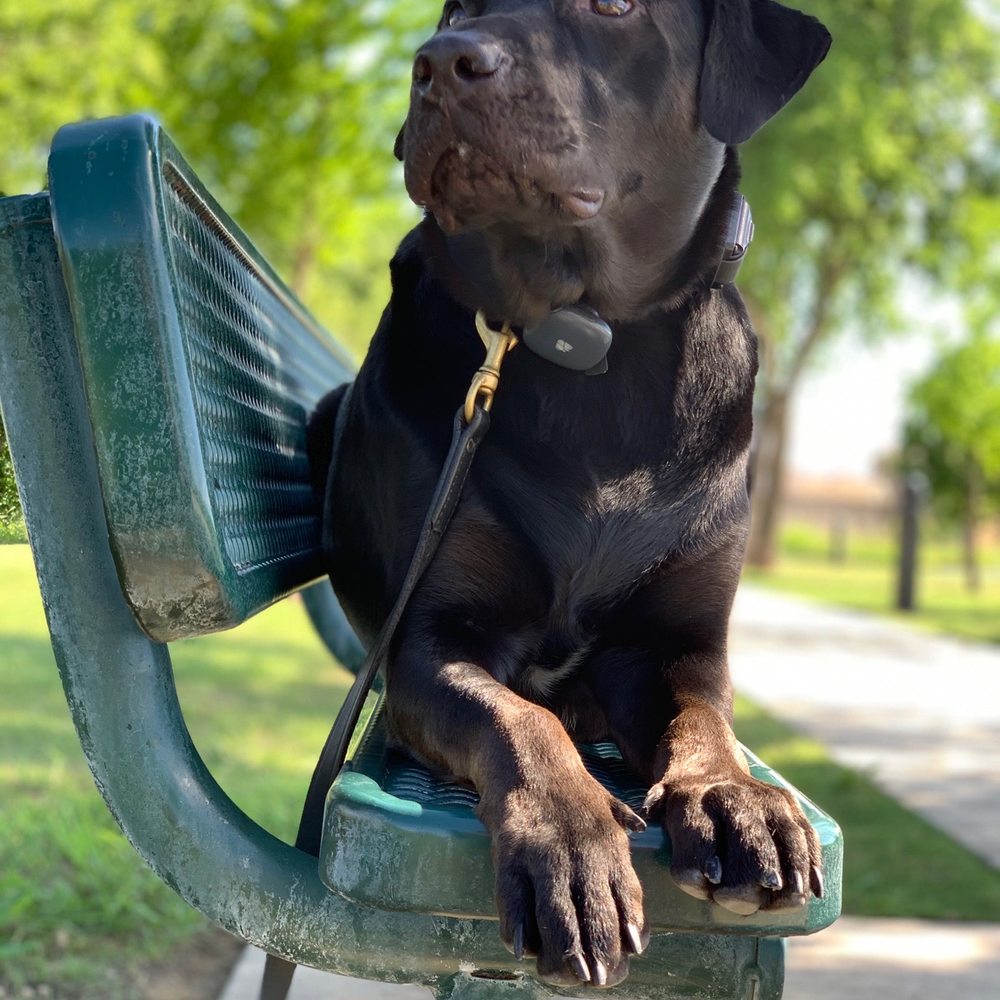 Off Leash K9 Training - Major - Pet Training Near Me