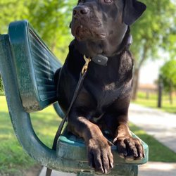 Off Leash K9 Training - Major