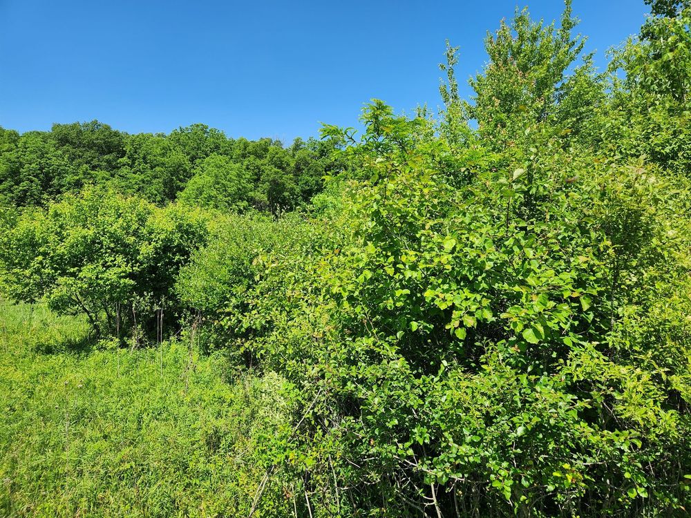 Fearnow Enterprize - tree service in Fort Wayne, IN