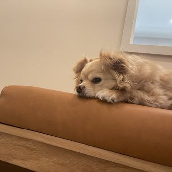 Modern Animal Costa Mesa - Nola's first time seeing Dr. Steenis - Veterinarians Near Me - Costa Mesa, California Modern Animal Costa Mesa - Nola's first time seeing Dr. Steenis - Veterinarians Near Me - Costa Mesa, California