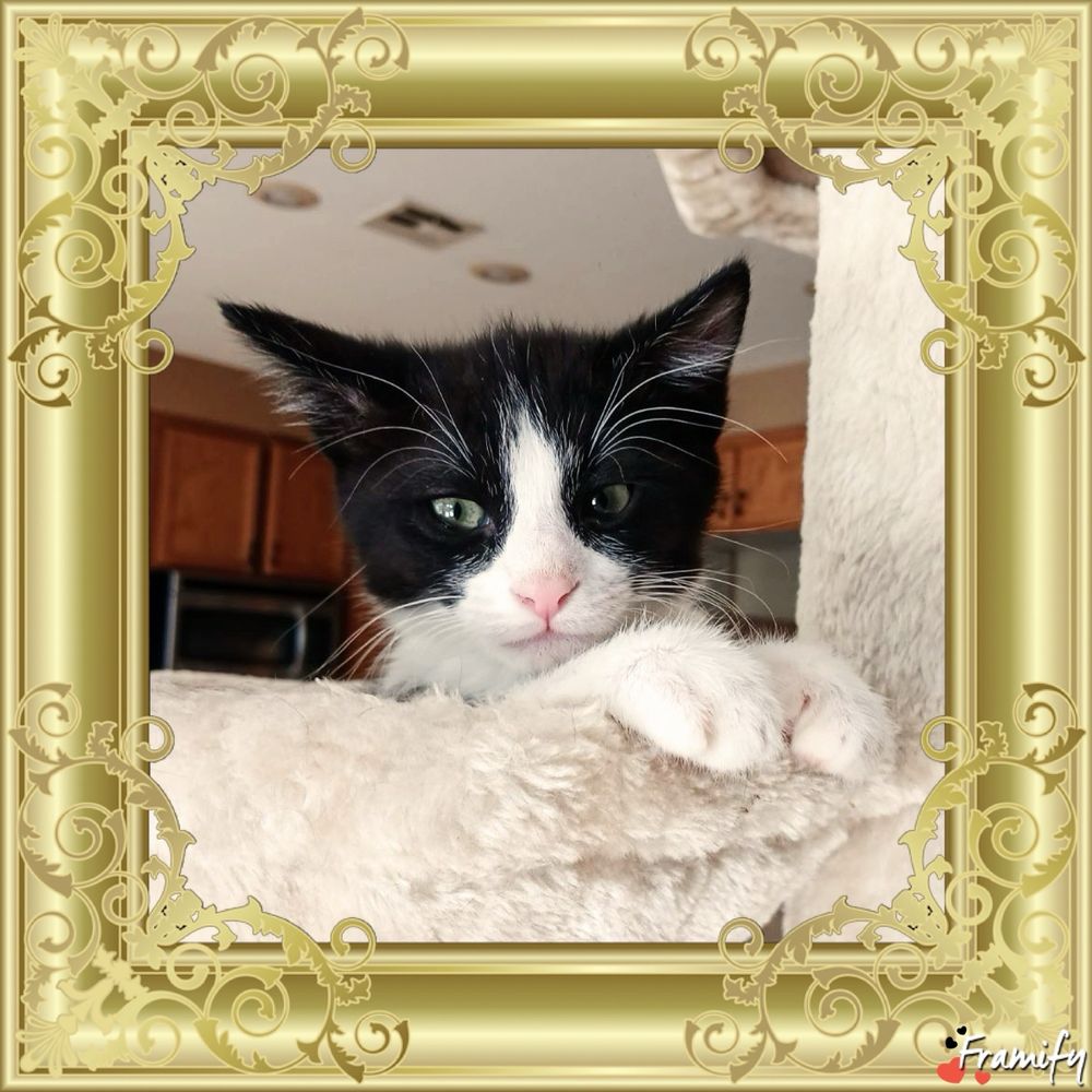 Kitten Krib Cat & Kitten Care - pet boarding facility in Henderson, NV