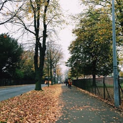 University of Leicester - Just look at those leaves!