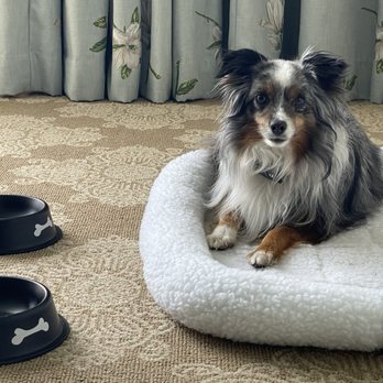 The Windsor Court - Hotel provides pet beds and bowls. - Hotels Near Me - New Orleans, Louisiana The Windsor Court - Hotel provides pet beds and bowls. - Hotels Near Me - New Orleans, Louisiana