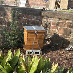 Seaside Honeybees - Our happy hive