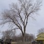 Affordable Moore's Tree Services