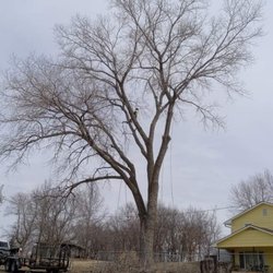 Affordable Moore's Tree Services