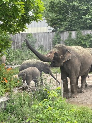 African Lion Safari by null