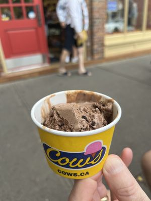 COWS Niagara-On-The-Lake by null