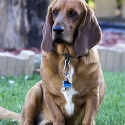 The Pet Station - Rusty the wandering community hound.