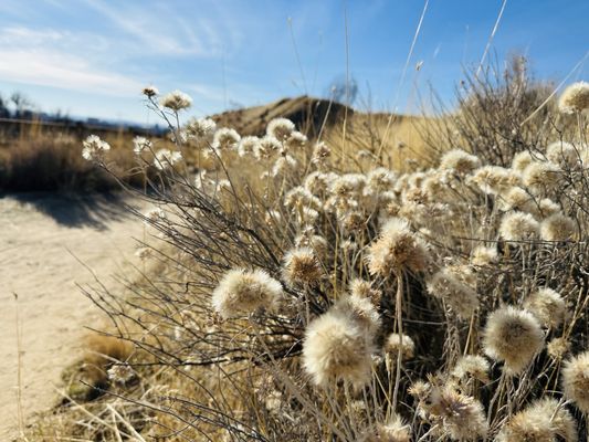 Camel’s Back Park by null