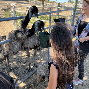 American Made Farm Sanctuary - Emus! So fun! - Petting Zoos Near Me - Petaluma, California