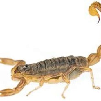 Lloyd Pest & Termite Control - Pest Control Near Me - Riverside, California Lloyd Pest & Termite Control - Pest Control Near Me - Riverside, California