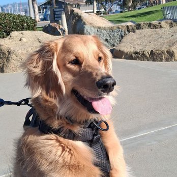 PetSmart - My dog - Pet Groomers Near Me - Foothill Ranch, California