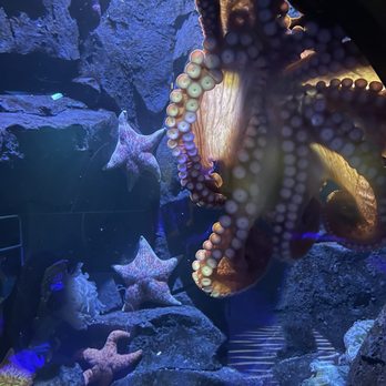 Adventure Aquarium - Aquariums Near Me - Camden, New Jersey Adventure Aquarium - Aquariums Near Me - Camden, New Jersey