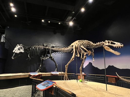 Burpee Museum of Natural History by null