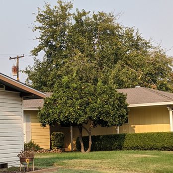 TreeMax Tree Service - Before: Our tree is the giant one in the back. I had to take the picture from a couple of houses down to get it to fit in one picture. - Tree Services Near Me - Citrus Heights, California TreeMax Tree Service - Before: Our tree is the giant one in the back. I had to take the picture from a couple of houses down to get it to fit in one picture. - Tree Services Near Me - Citrus Heights, California