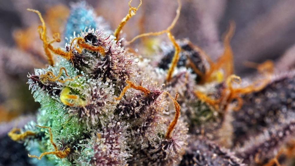 THE HEMPIRE COLLECTIVE WEED DISPENSARY Updated October 2024 15