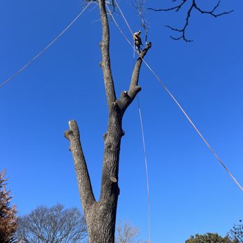 My Tree Guy - Tree Services Near Me - Nashville, Tennessee