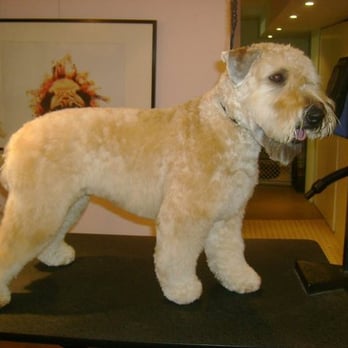 TlC Dog Grooming - Pet Groomers Near Me - Hamilton, Ontario TlC Dog Grooming - Pet Groomers Near Me - Hamilton, Ontario