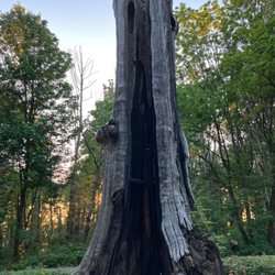Hollow Tree