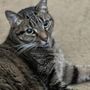 Photo of 441 Animal Hospital
