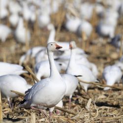 Tinnin Hunt Club - Snow goose at nearby Bernardo WMA.