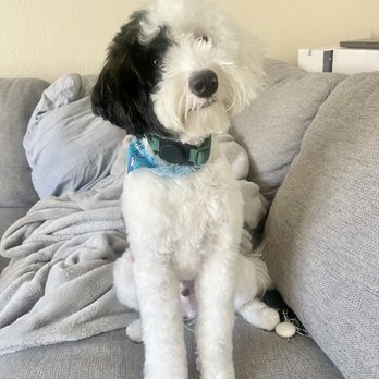 Fur Pal Grooming Spa - Dog grooming - Pet Groomers Near Me - San Ramon, California