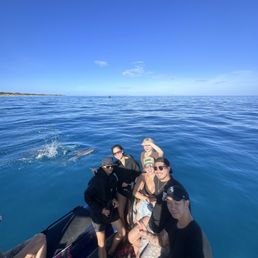 Dolphins! Dolphins!