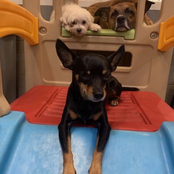 Disco Paws - Pet Sitting Near Me - Astoria, New York