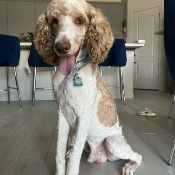 Mobile Paw Spa - After and he's so handsome!! - Pet Groomers Near Me