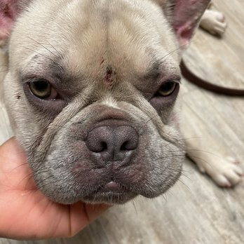 AAA K9 Academy - Pet Training Near Me
