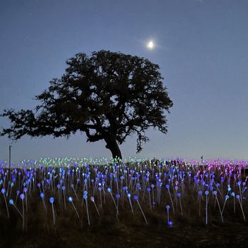 Sensorio - Field of Lights by Bruce Munro - Art Galleries Near Me - Paso Robles, California