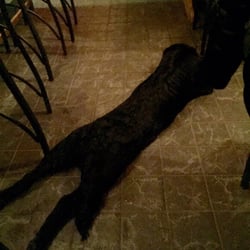 Sparky's - Charlie the dog !