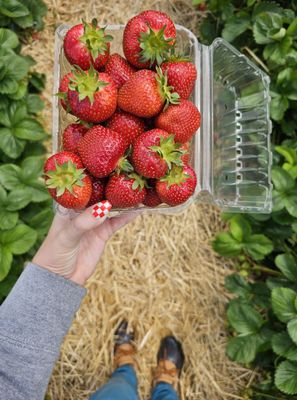 Phillips Farms Market by null