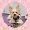 Snow's Groom & Board gift card