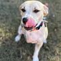 Photo of Coastal Home Veterinary Services