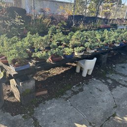 outdoor bonsai